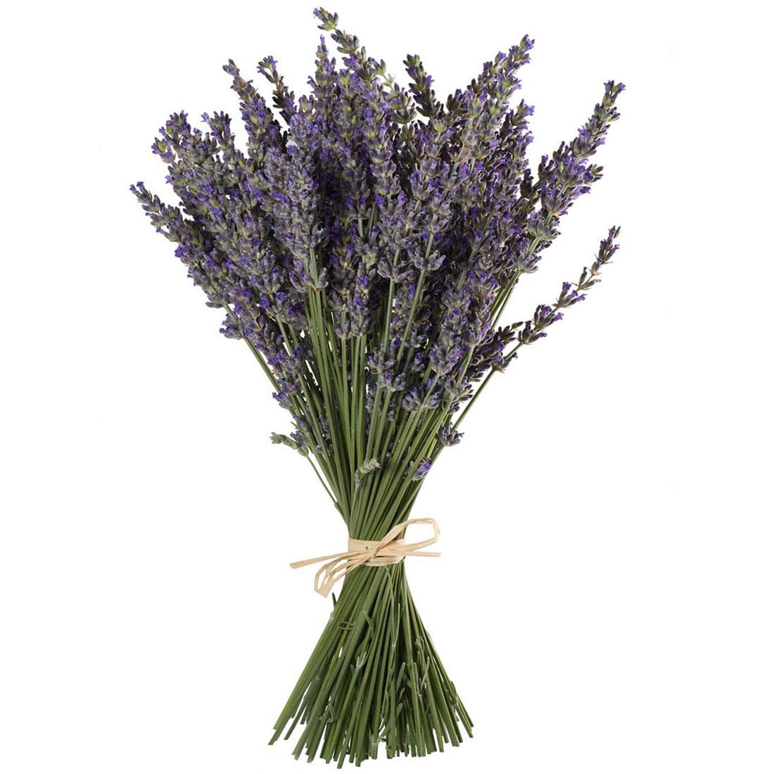 Bouquet of dried lavender stems tied with twine on a white background