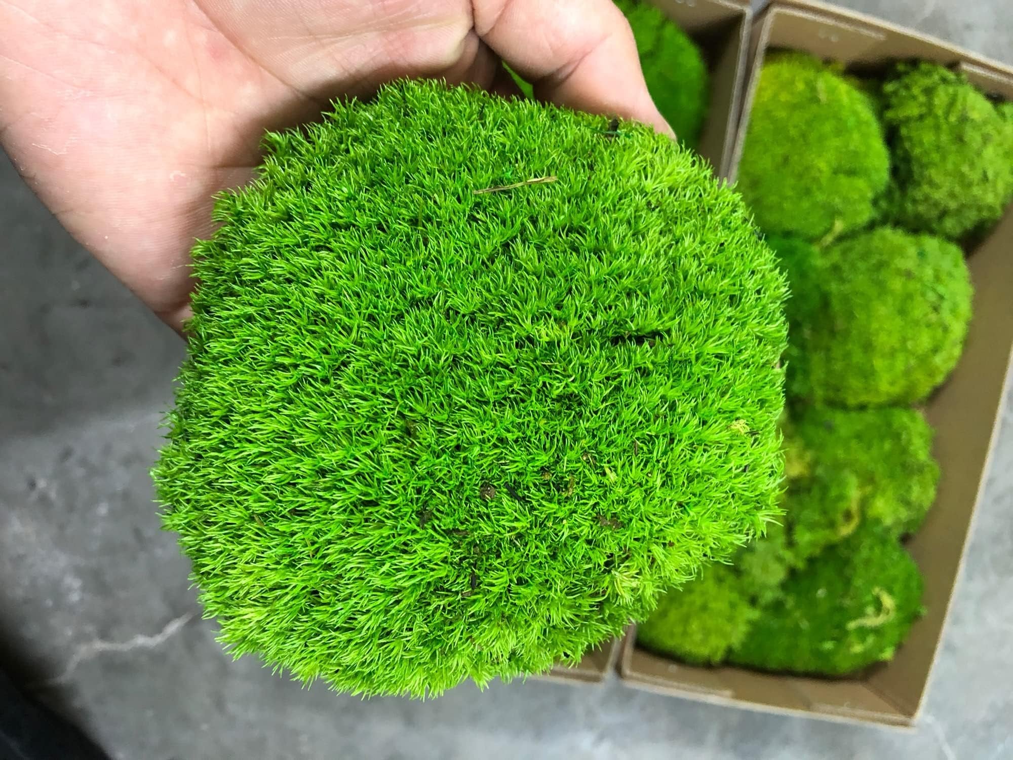 Hand holding a round cushion of preserved pole moss, with more moss cushions in cardboard boxes in the background.