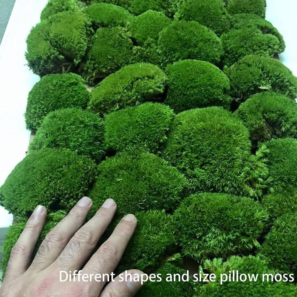 Hand touching a surface covered in lush green preserved pole moss pillows of varying shapes and sizes.