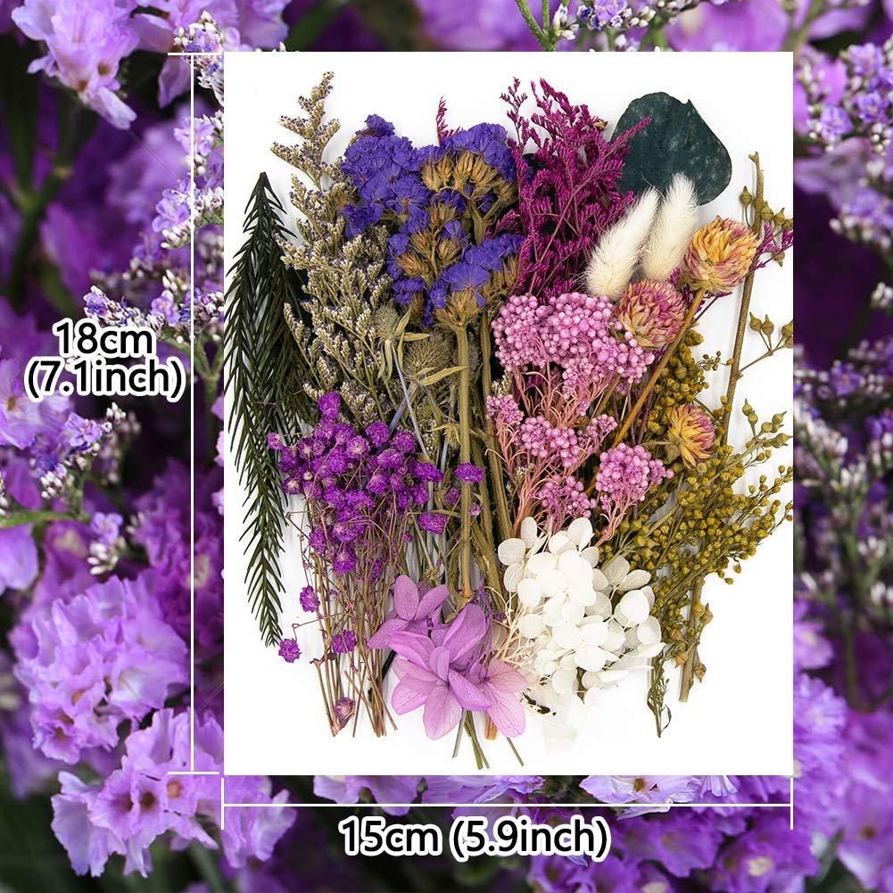 Assortment of dried pressed flowers and leaves in various colors including purple, pink, and yellow, with dimensions indicated.
