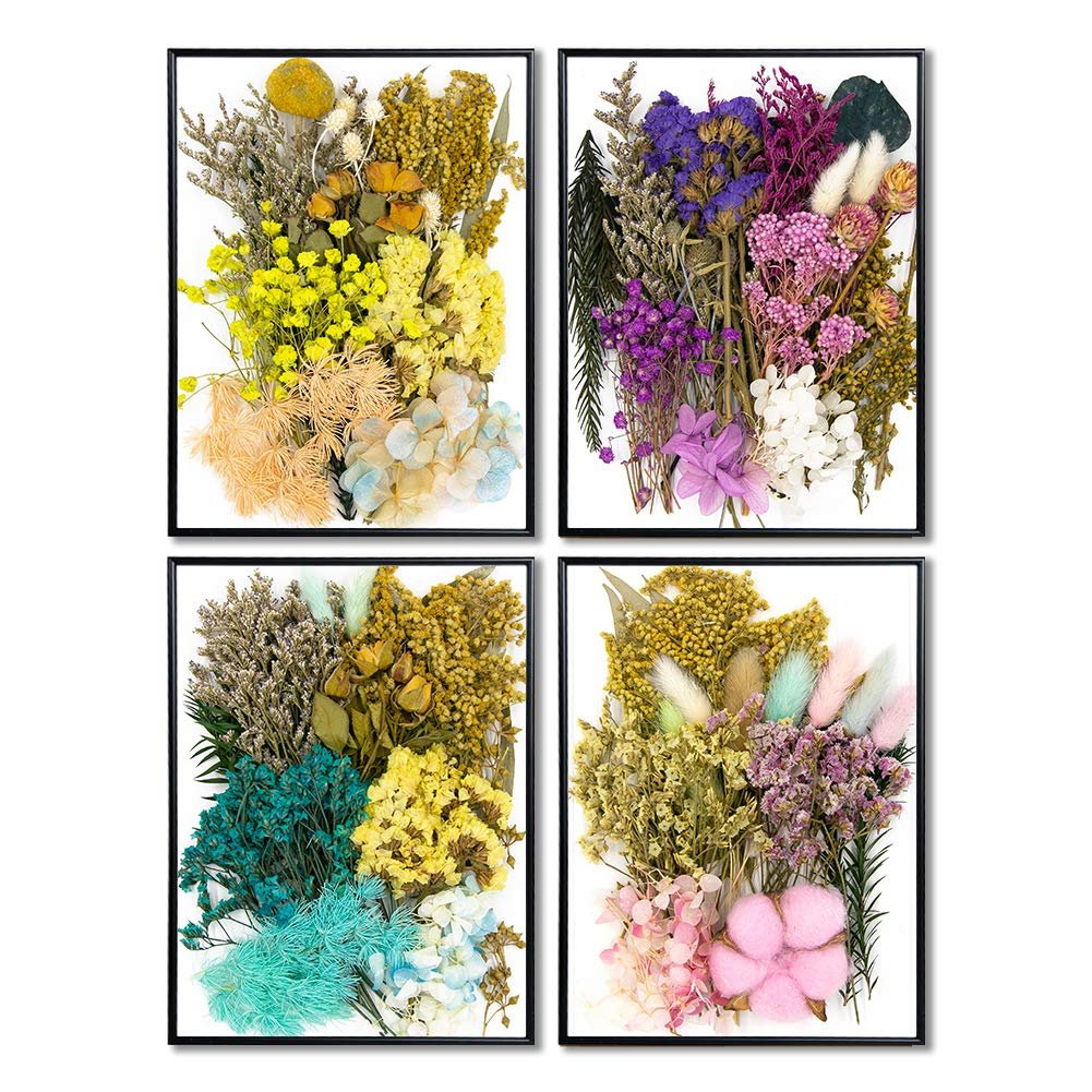 Four framed displays of assorted dried pressed flowers and leaves in various colors.