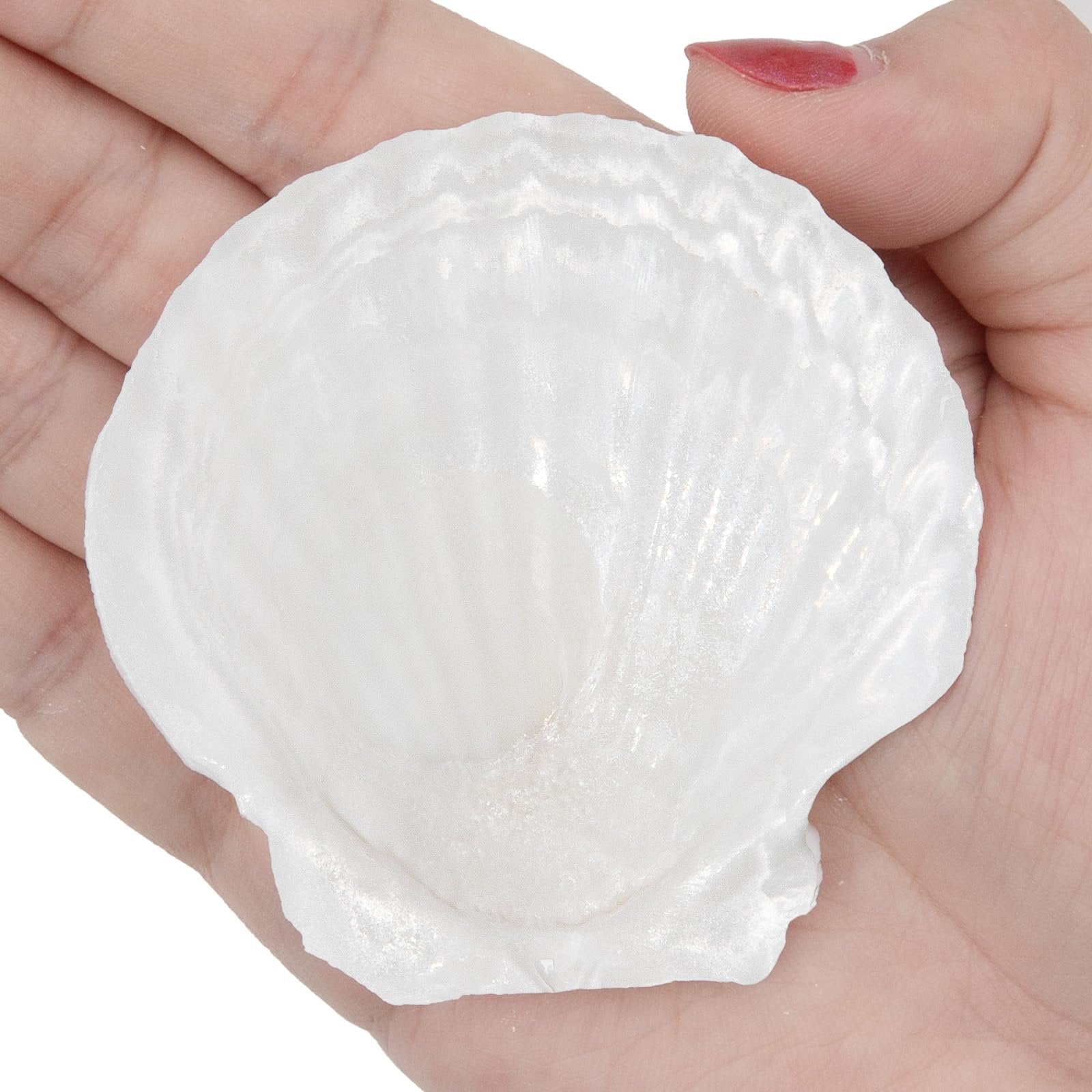 Close-up of a white scallop shell held in a person's palm, showing its textured surface and scalloped edges.